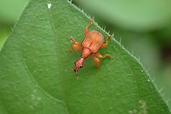 Parapoderus submarginatus
