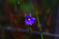 Utricularia violacea