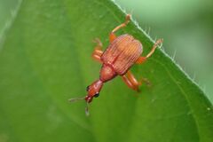 Parapoderus submarginatus