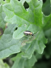 Longitarsus dorsalis