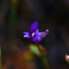 Utricularia violacea