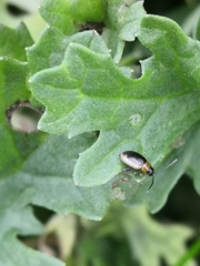 Longitarsus dorsalis