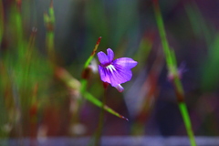 Utricularia violacea