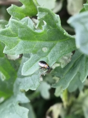 Longitarsus dorsalis