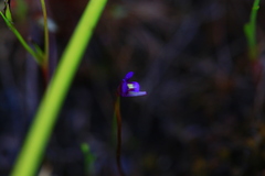Utricularia violacea