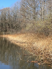 Decodon verticillatus