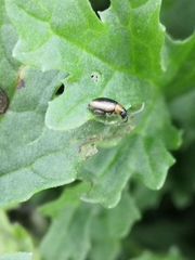 Longitarsus dorsalis