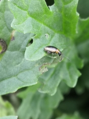 Longitarsus dorsalis