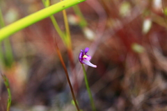 Utricularia violacea
