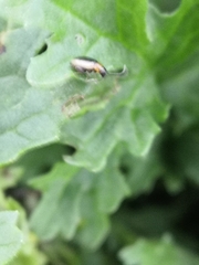 Longitarsus dorsalis