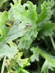 Longitarsus dorsalis