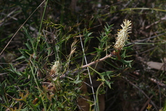 Petrophile macrostachya