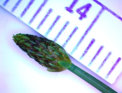 Eleocharis engelmannii