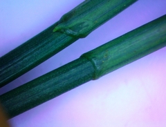 Eleocharis engelmannii