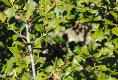 Ilex opaca