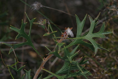 Petrophile macrostachya