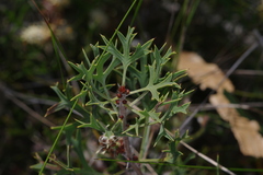 Petrophile macrostachya
