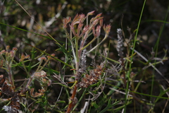 Petrophile macrostachya
