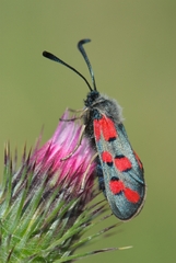 Zygaena rhadamanthus