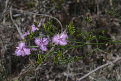 Thysanotus thyrsoideus