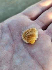 Anadara brasiliana