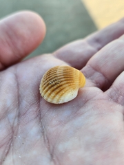 Anadara brasiliana