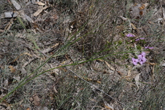 Thysanotus thyrsoideus