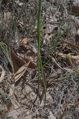 Thysanotus thyrsoideus