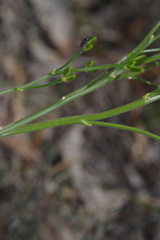 Thysanotus thyrsoideus