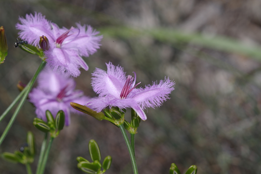 Thysanotus arbuscula