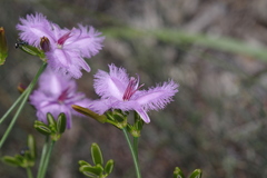 Thysanotus thyrsoideus