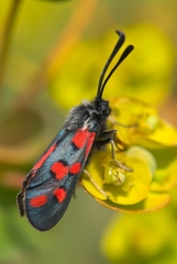 Zygaena rhadamanthus