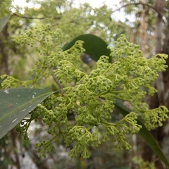 Pisonia aculeata