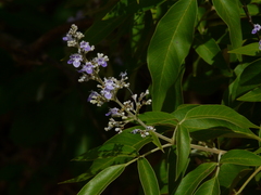 Vitex negundo