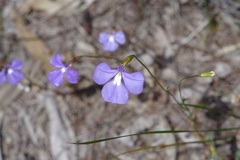 Lobelia tenuior