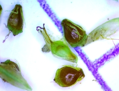 Eleocharis engelmannii