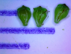 Eleocharis engelmannii