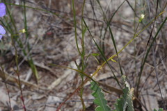 Lobelia tenuior