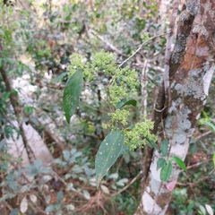 Pisonia aculeata
