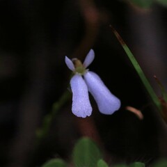 Stylidium obtusatum