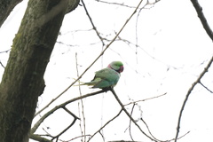 Psittacula eupatria