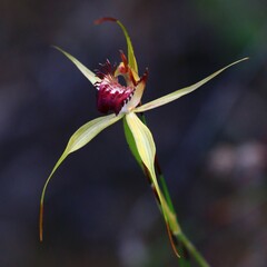 Caladenia paludosa