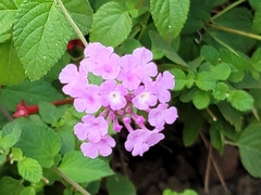 Lantana montevidensis