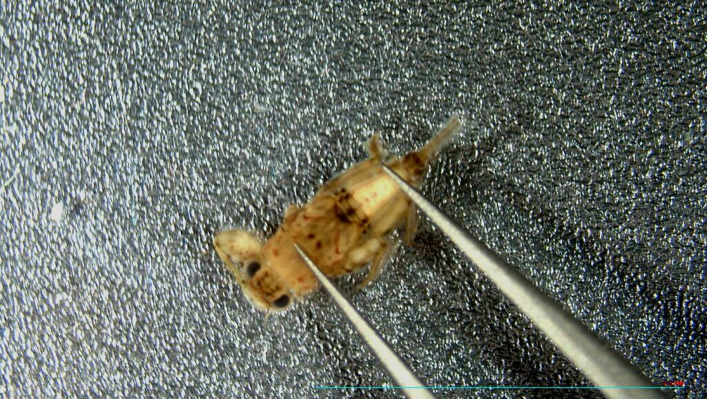 Drunella tuberculata