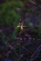 Caladenia paludosa