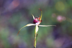 Caladenia paludosa