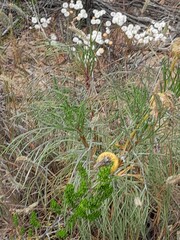 Euryops speciosissimus