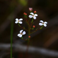 Stylidium pulchellum