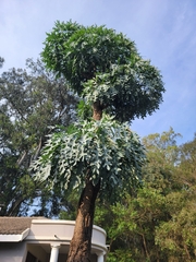 Cussonia