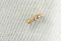 Phyllonorycter